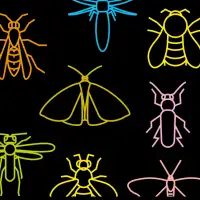 Know your Pollinators