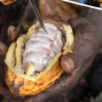 Fair Income for Cocoa Farmers (Een leefbaar inkomen voor de cacaoboer)