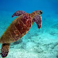 Let's do wonders for sea turtles (Faisons des MERveilles, pour les tortues marines)
